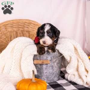 Hercules, Bernedoodle Puppy